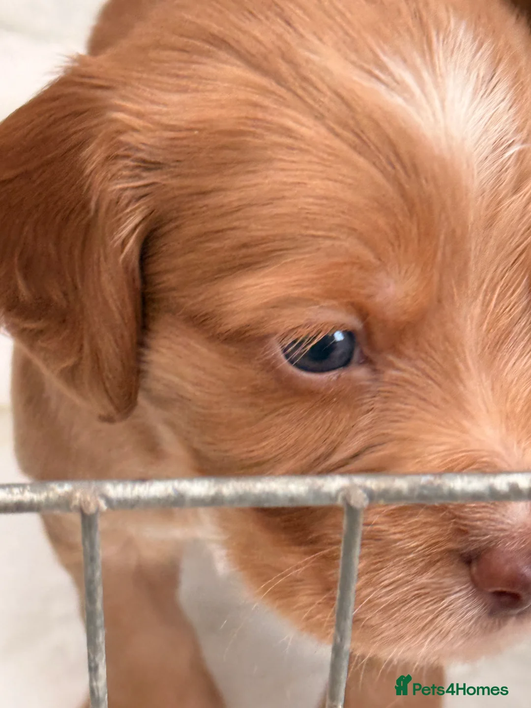 Sprocker dogs for sale: Sprocker Pups - Advert 11