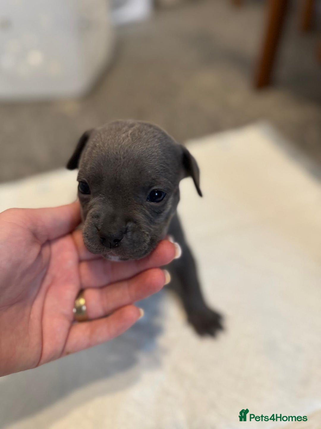 Mixed Breed dogs for sale: French bulldog x American staff - Image 23