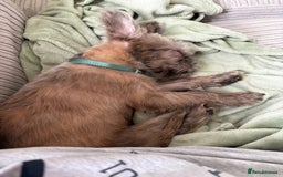 Mixed Breed dogs for sale: Gorgeous 6 month Frenchie x Shih Zu - Image 1