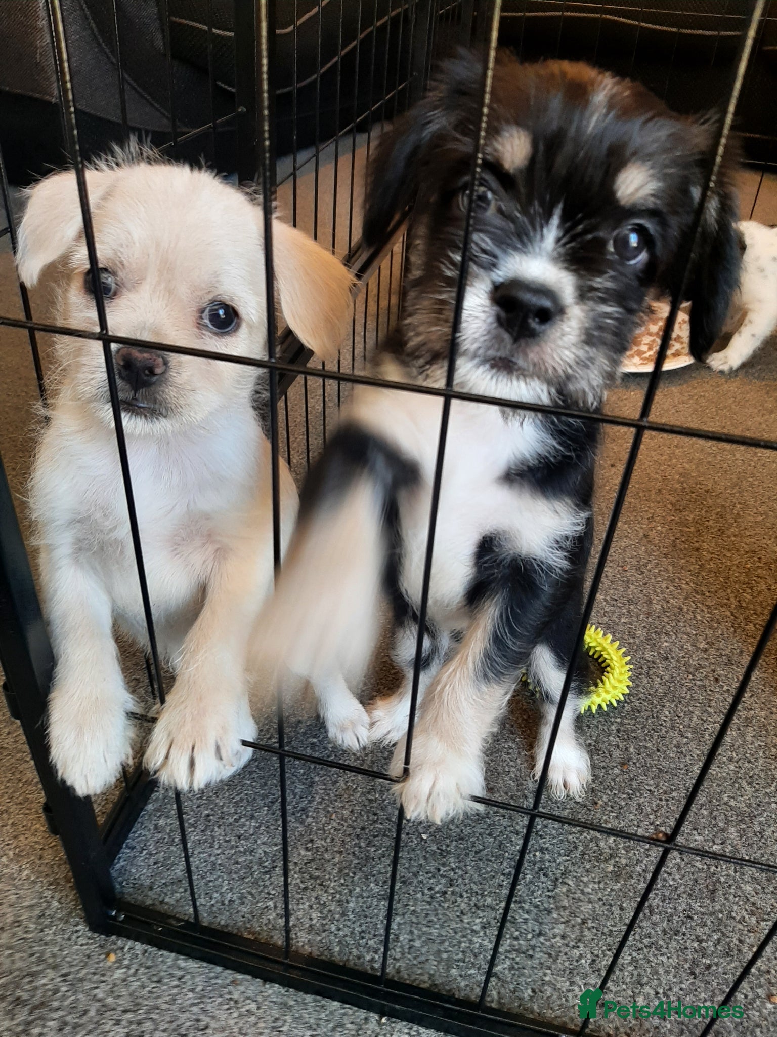 Mixed Breed dogs french bulldog hybrid ** ready to go Thursday** - Advert 3