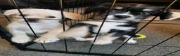 Mixed Breed dogs for sale: REDUCED** READY TO GO** - Advert 3
