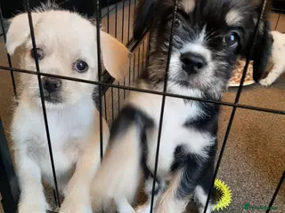 Mixed Breed dogs french bulldog hybrid ** ready to go Thursday** - Advert 3