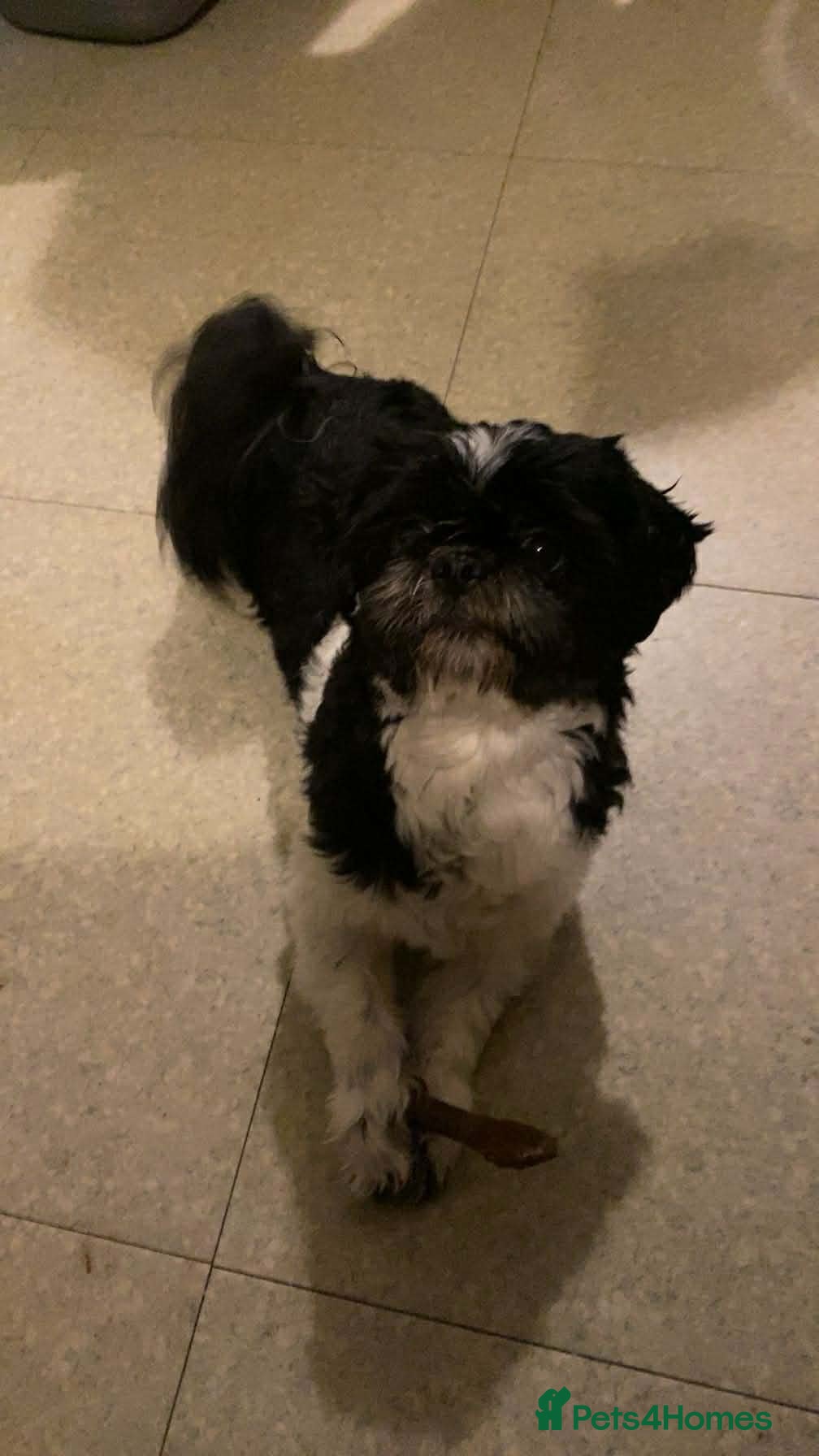 Shih Tzu dogs Archie black and white stud - Advert 2
