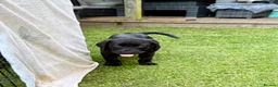 Labrador Retriever dogs for sale: KC FTCh Black Lab Boys - Elite Quality, Ready Now - Advert 12