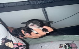 Cocker Spaniel dogs for sale: Cocker spaniel pups - Image 3
