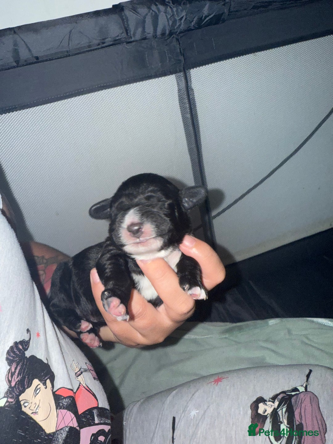Cocker Spaniel dogs for sale: Cocker spaniel pups - Image 3
