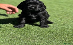 Cocker Spaniel dogs for sale: LAST BOY - Show Cocker Spaniel  in Newport - Image 19