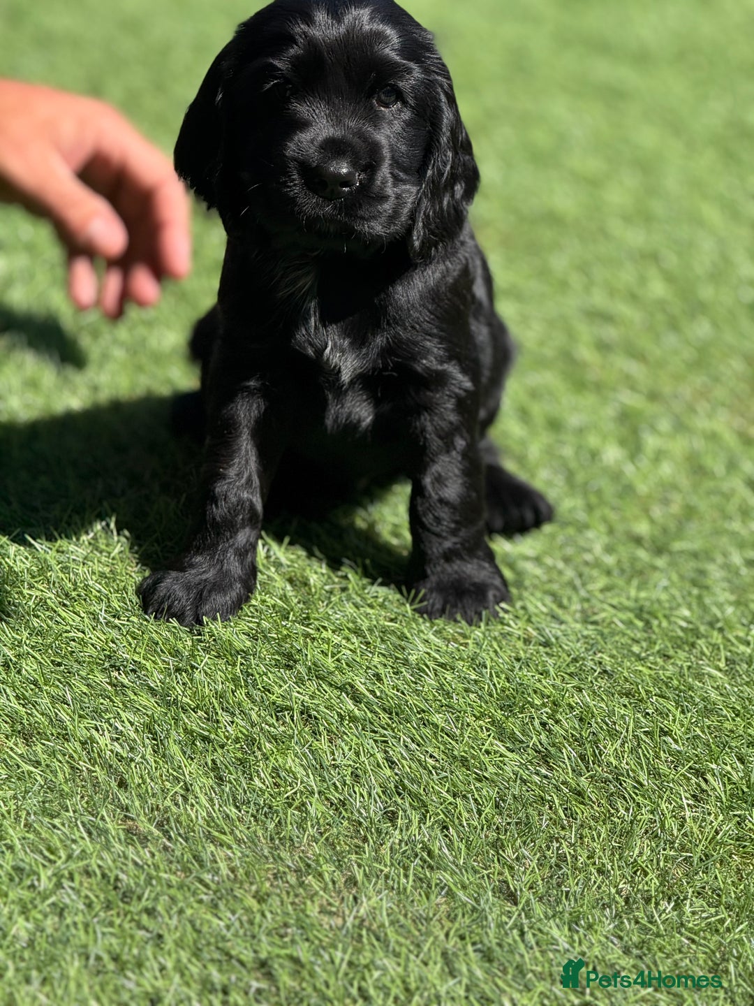 Cocker Spaniel dogs for sale: LAST BOY - Show Cocker Spaniel  in Newport - Image 19