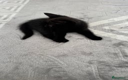 Domestic Shorthair cats for sale: 4 Domestic Shorthair Kittens - Image 6