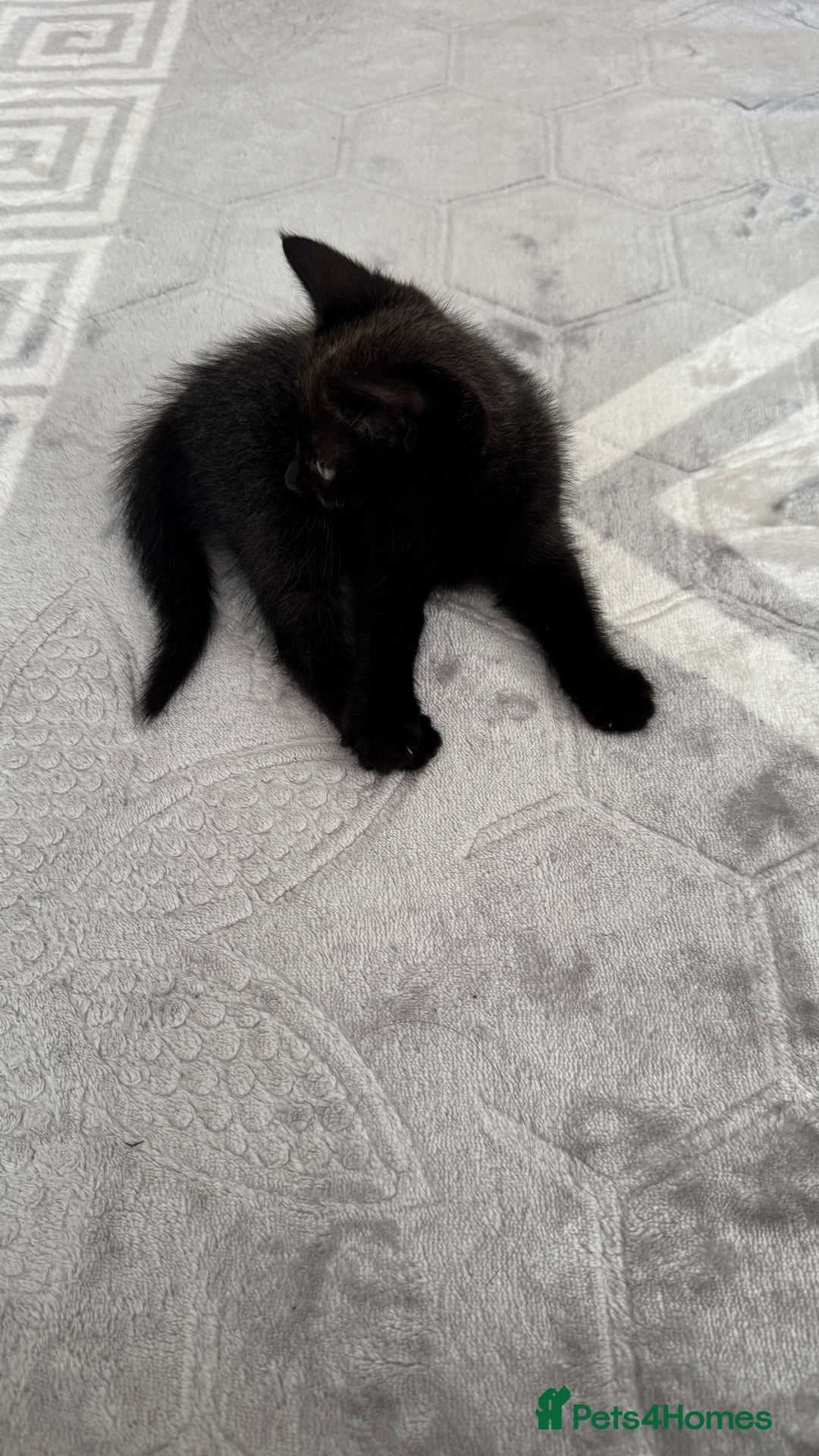 Domestic Shorthair cats for sale: 4 Domestic Shorthair Kittens - Image 6