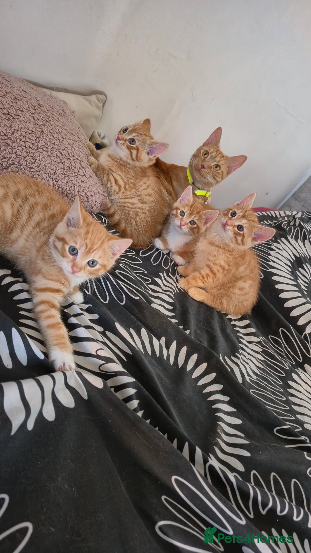 Mixed Breed cats for sale: Beautiful Kittens Savannah x Maine Coon Mix 🐾 - Image 10