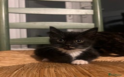 Mixed Breed cats for sale: Bengal Mix- Ready! 4/6 left  - Image 10