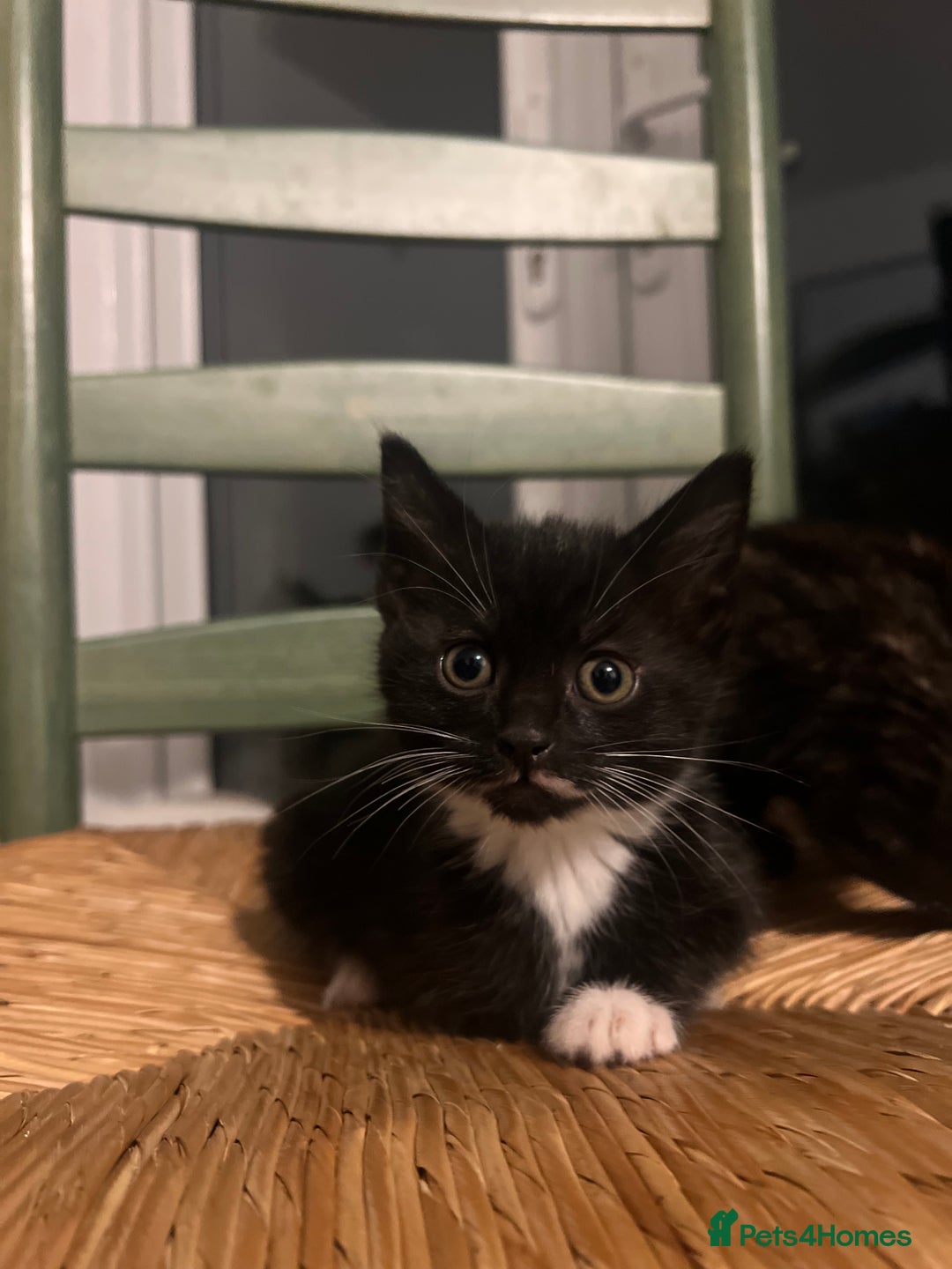 Mixed Breed cats for sale: Bengal Mix- Ready! 4/6 left  - Image 10