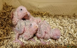 Conures birds for sale: Beautiful fully hand reared conure baby's  - Advert 4