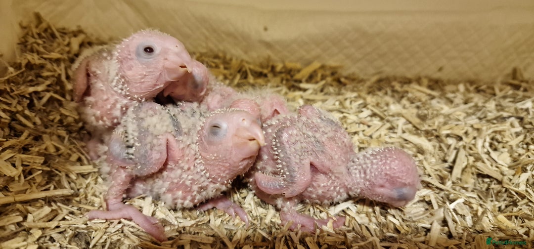 Conures birds for sale: Beautiful fully hand reared conure baby's  - Advert 4