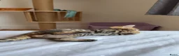 Bengal cats for sale: Beautiful Bengal Kittens🤎 in London - Advert 12