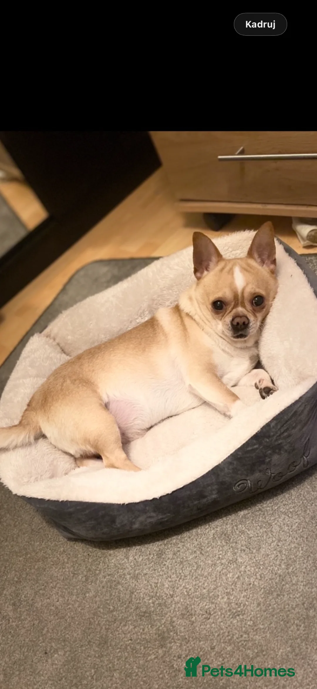 Chihuahua dogs for sale: Chihuahua  in London - Advert 5