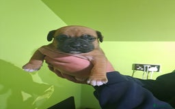 Boxer dogs for sale: Bobtail/tailed Boxer puppies.❤️ - Image 3
