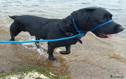 Labrador Retriever dogs for stud: Black Labrador Retriever for stud in Dudley - Image 5
