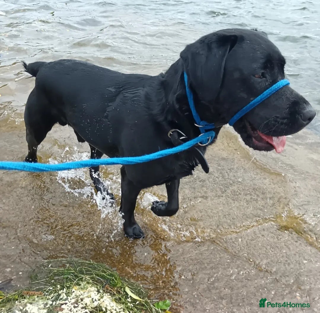 Labrador Retriever dogs for stud: Black Labrador Retriever for stud in Dudley - Image 5