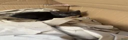 Domestic Shorthair cats for sale: Black Kittens  - Advert 3