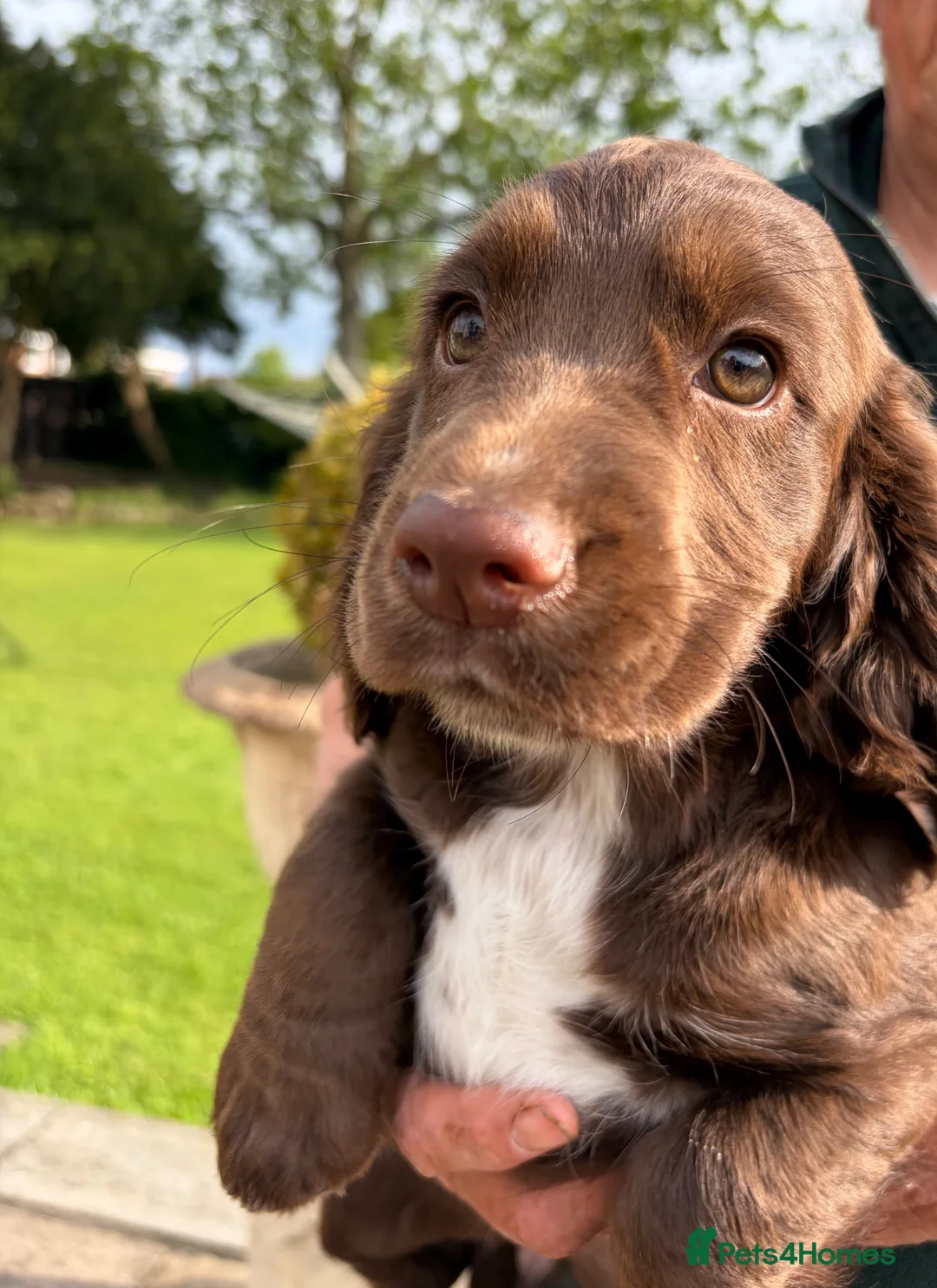 Cocker Spaniel dogs for sale: Working cocker spaniel pups in Winsford - Advert 1