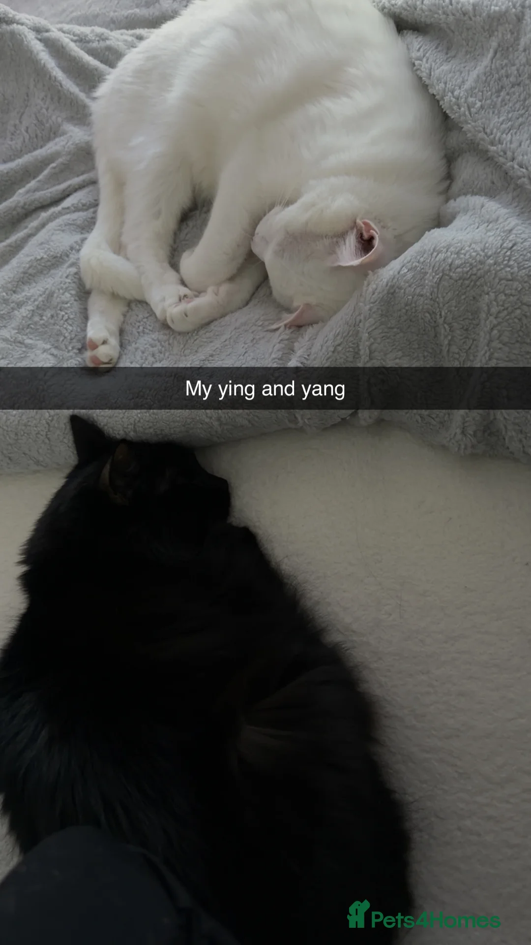 Ragcoon cats for sale: Beautiful majestic  male Ragdoll Maine coon cross  - Advert 4