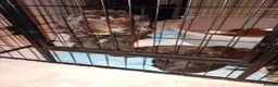 Cavapoo dogs for sale: Beautiful Cavapoo puppies - Advert 1