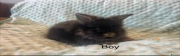 Lionhead rabbits for sale: Mini double maned lionheads £30-£75 - Advert 5