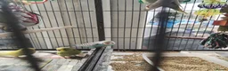 Budgerigars birds for sale: Beautiful baby budgies  - Advert 8