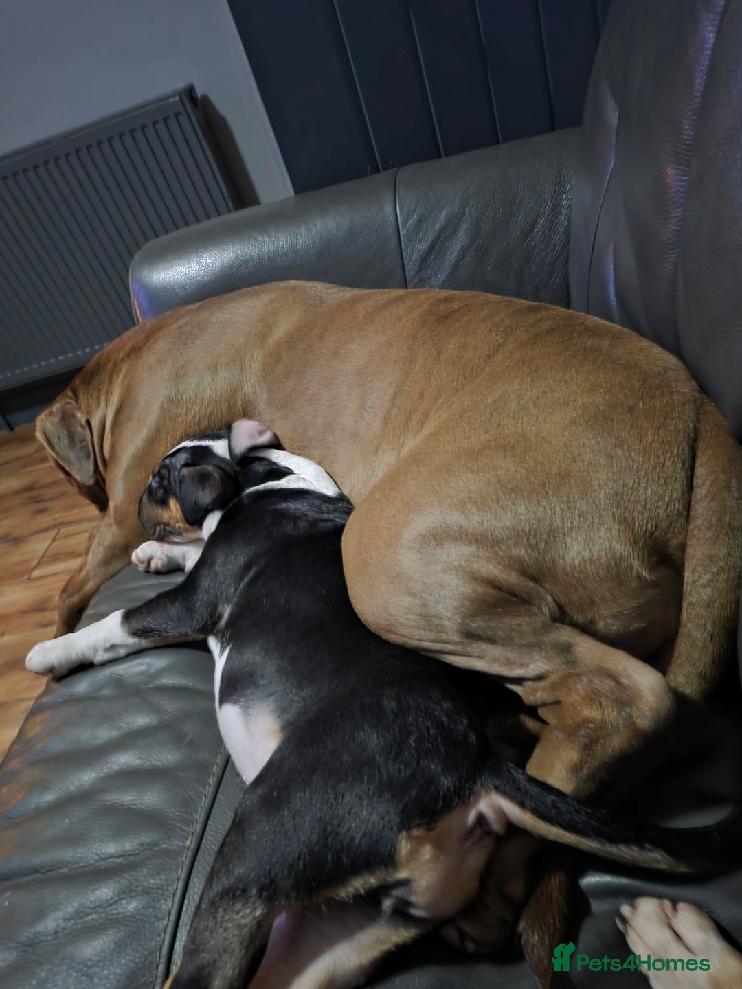 English Bull Terrier dogs for sale: Beautiful Betty  - Advert 5