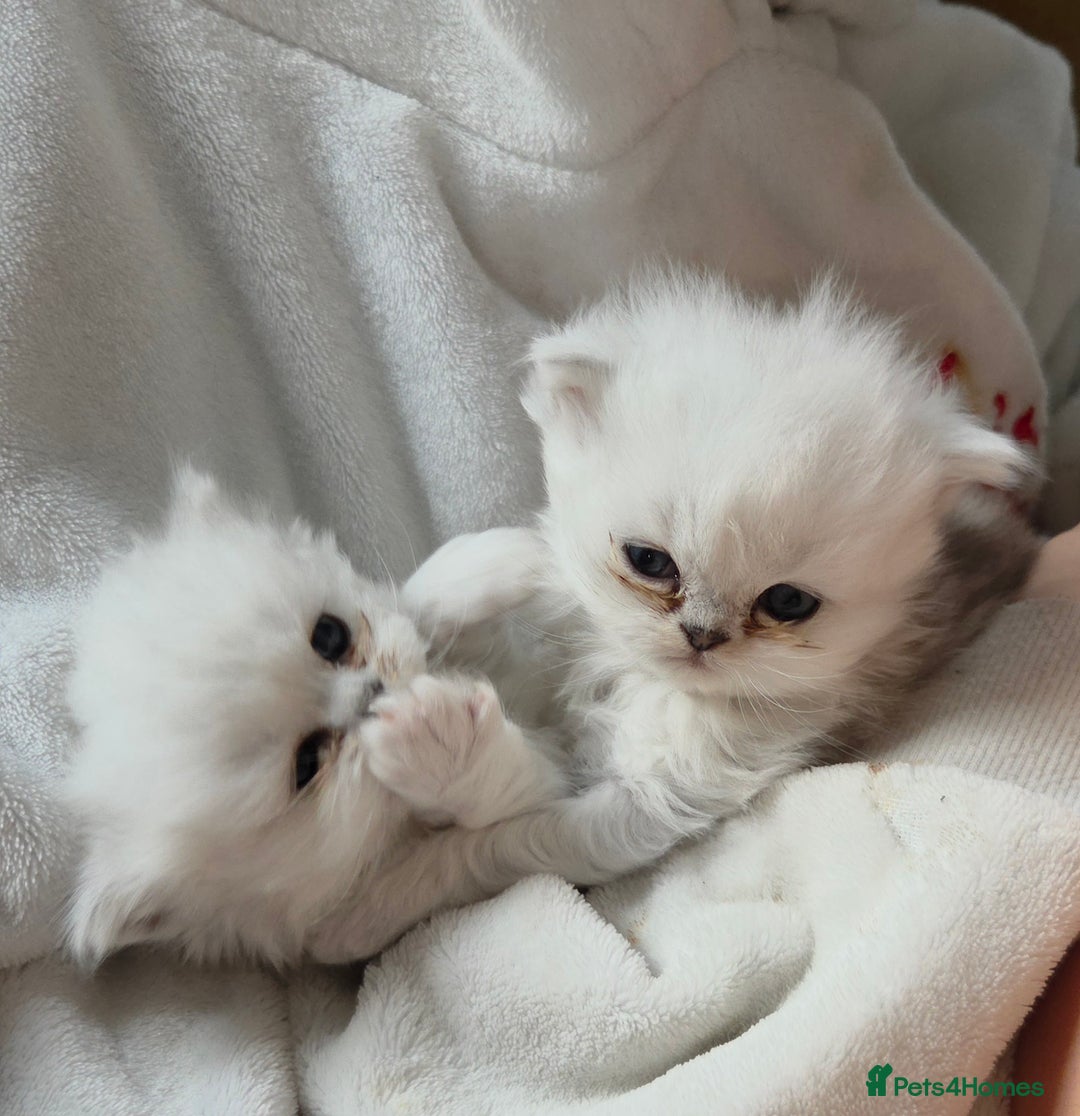 Persian cats for sale: Silvertip Chinchilla Persian- Boy & Girl Available - Advert 14