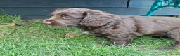 Cocker Spaniel dogs for sale: Working Cocker Spaniel, KC, ready 8 May - Advert 4