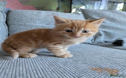 Mixed Breed cats for sale: Kittens 2 litters - Image 5