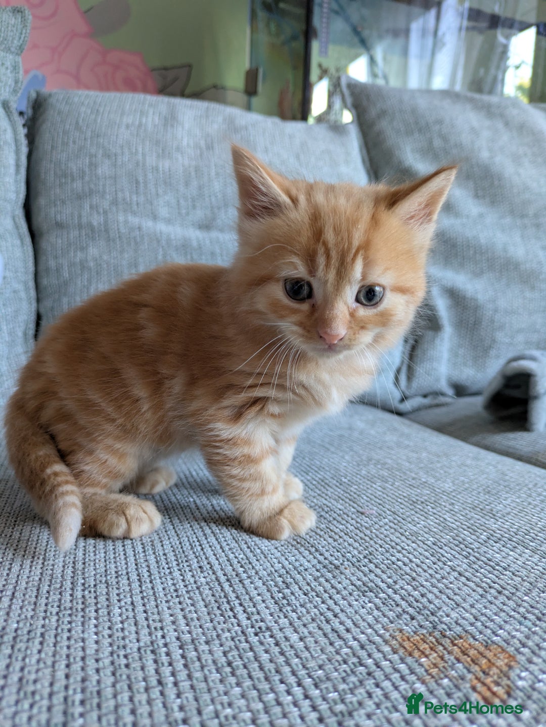 Mixed Breed cats for sale: Kittens 2 litters - Image 5