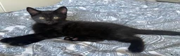 Mixed Breed cats for sale: Beautiful girl😻🐈‍⬛🐈‍⬛🐈‍⬛ - Advert 10