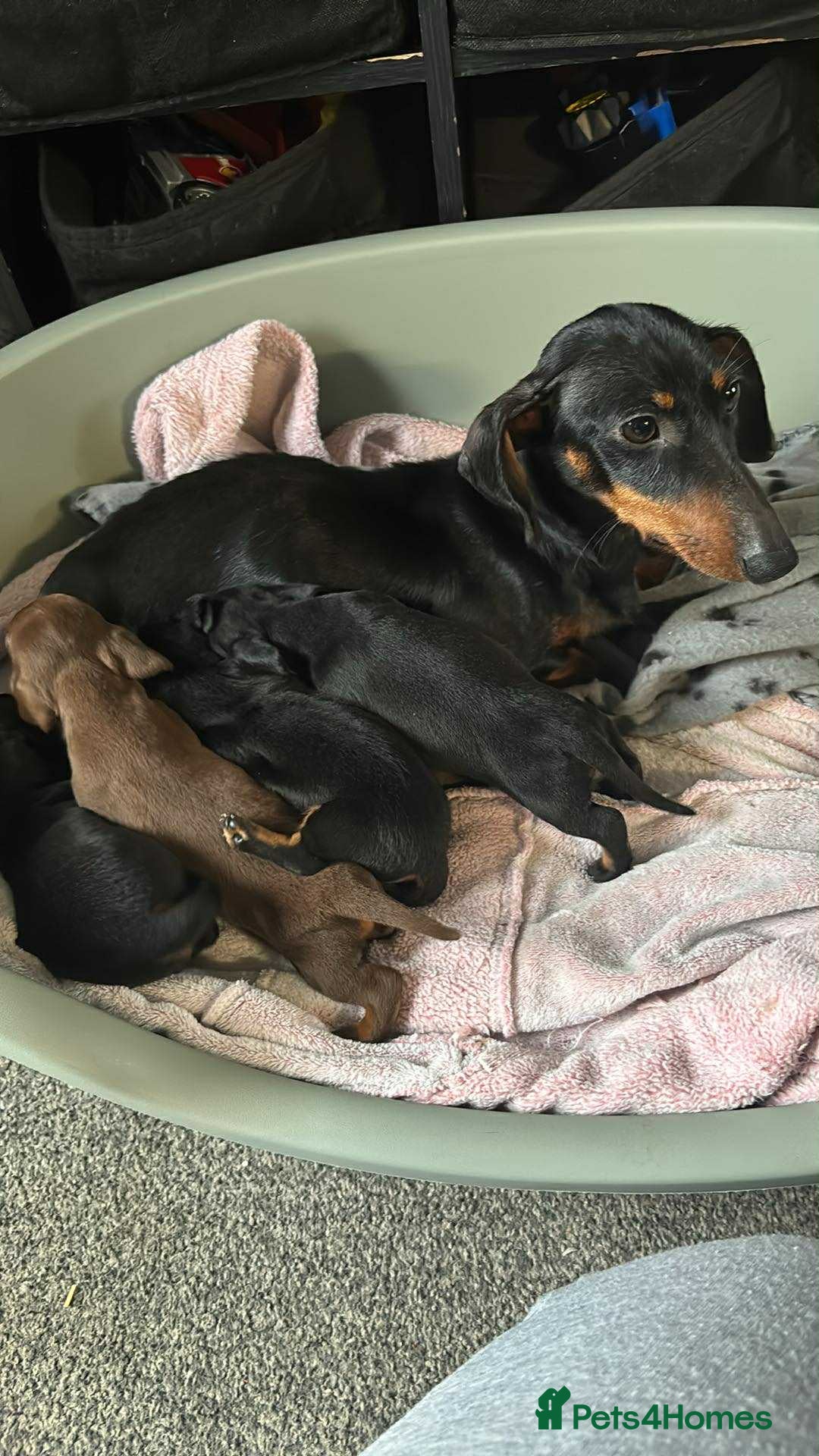 Miniature Dachshund dogs My family dogs have had a litter of 5  - Advert 10