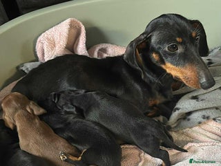 Miniature Dachshund dogs My family dogs have had a litter of 5 - Advert 15