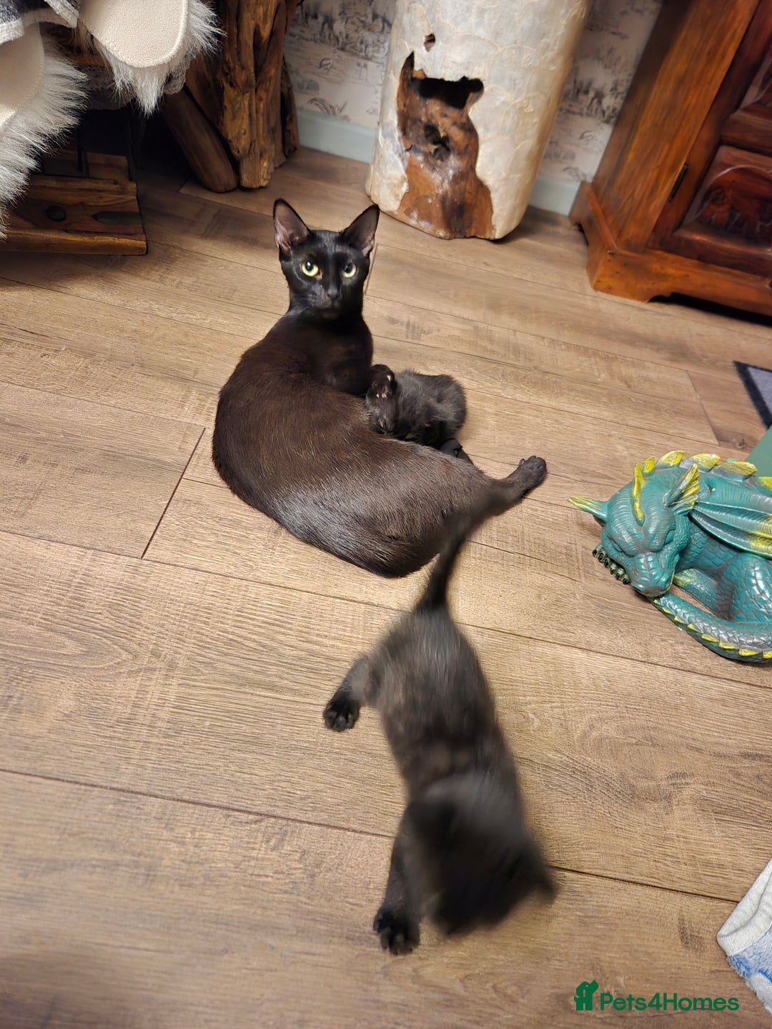 Mixed Breed cats for sale: Young cats - Image 5