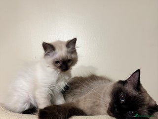 Ragdoll cats Beautiful Ragdoll Kittens - Advert 9