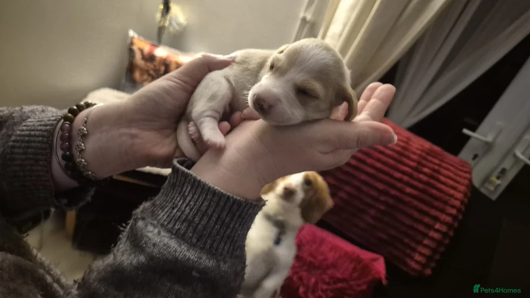 Miniature Dachshund dogs for sale: Miniature Dachshund Puppies - Advert 10