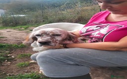 English Setter dogs for adoption: Otto  - Advert 9