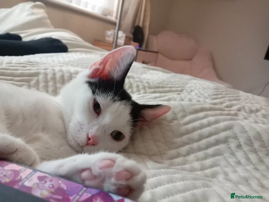 British Shorthair cats for sale: Beautiful kitten  - Advert 6