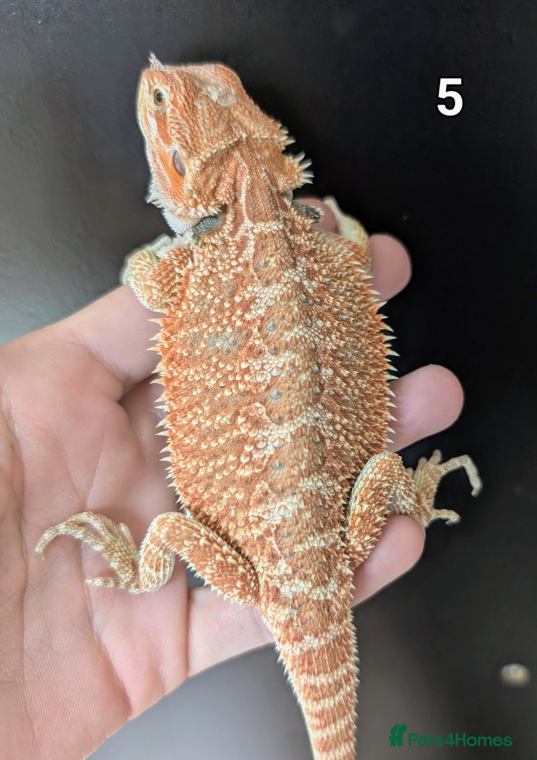 Bearded Dragon reptiles for sale: Female bearded dragons. Last few left - Image 9