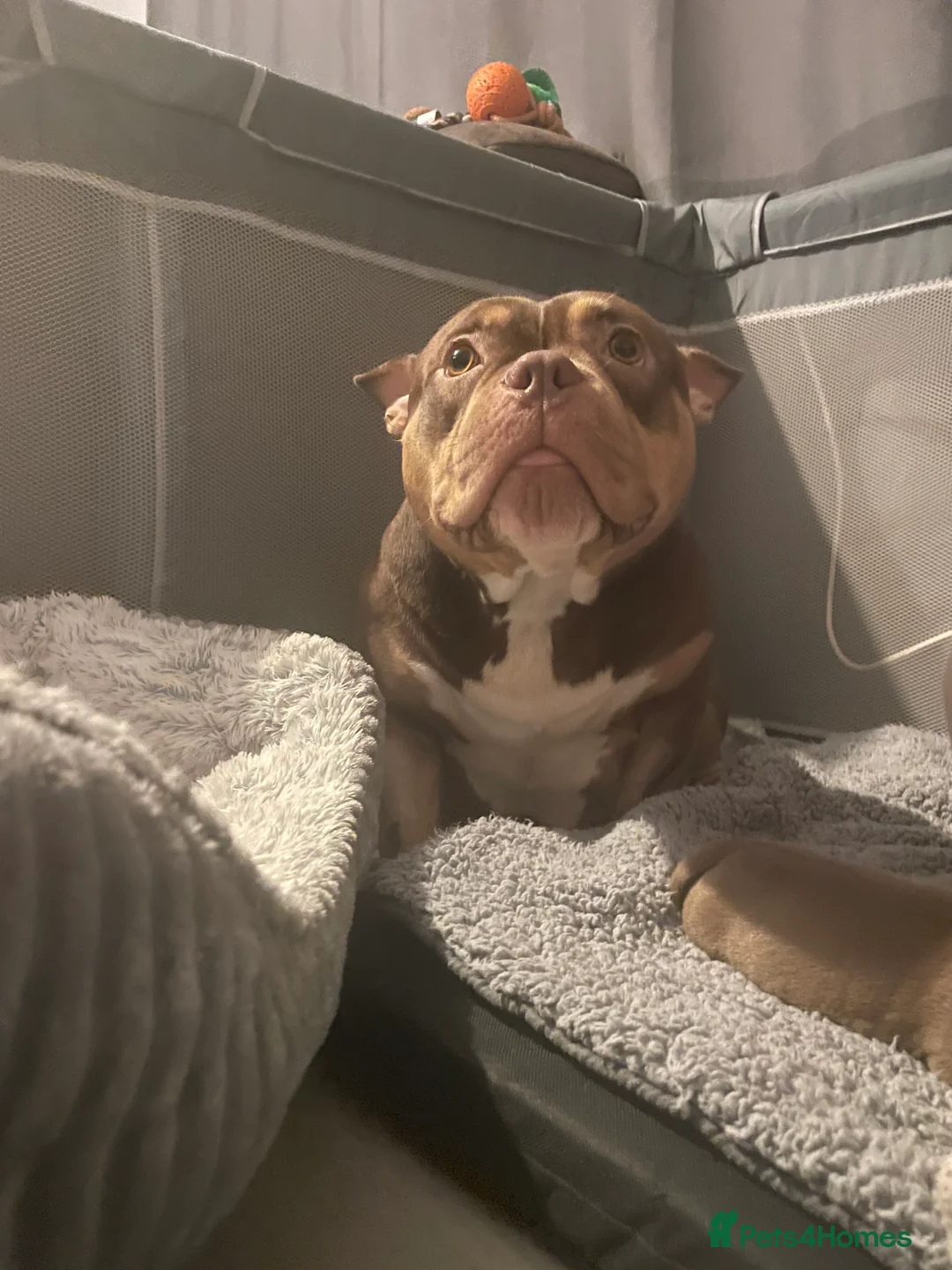 American Bully dogs for sale: POCKET BULLYS CHAMPION BLOOD LINES ABKC REGISTERD - Advert 6