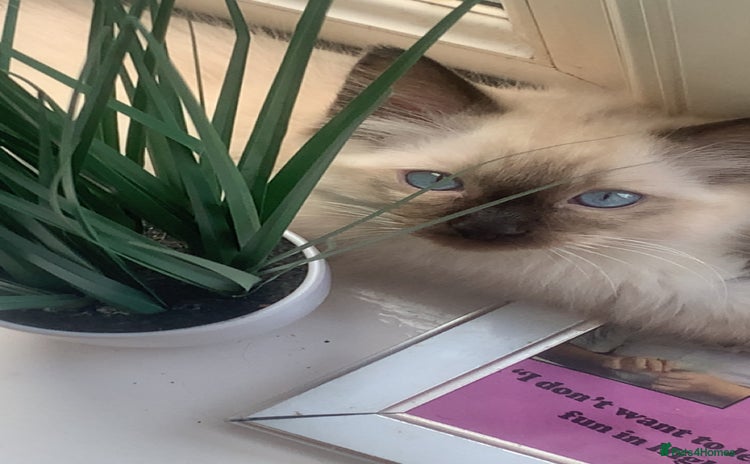 Ragdoll cats - Advert 4