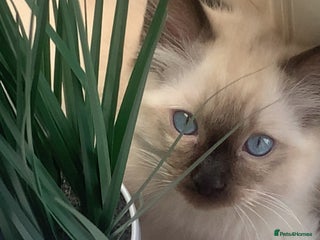 Ragdoll cats - Advert 1