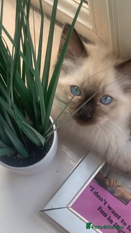 Ragdoll cats - Advert 4