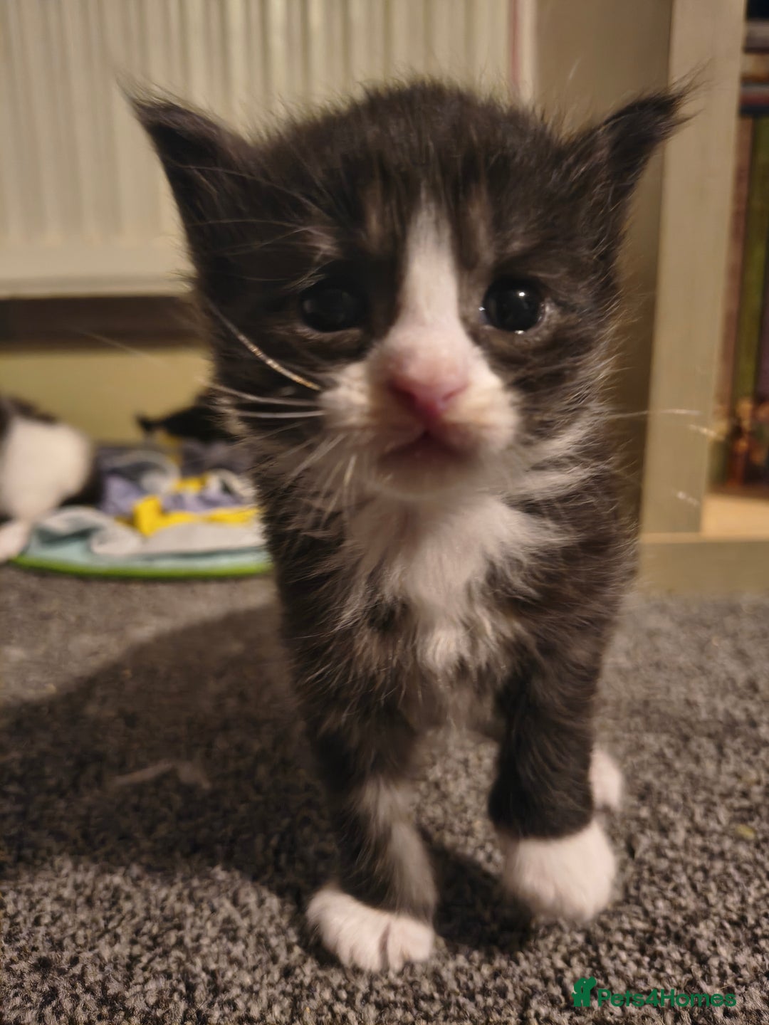 Maine Coon cats for sale: Beautiful Maine Coon cross kittens - Image 5