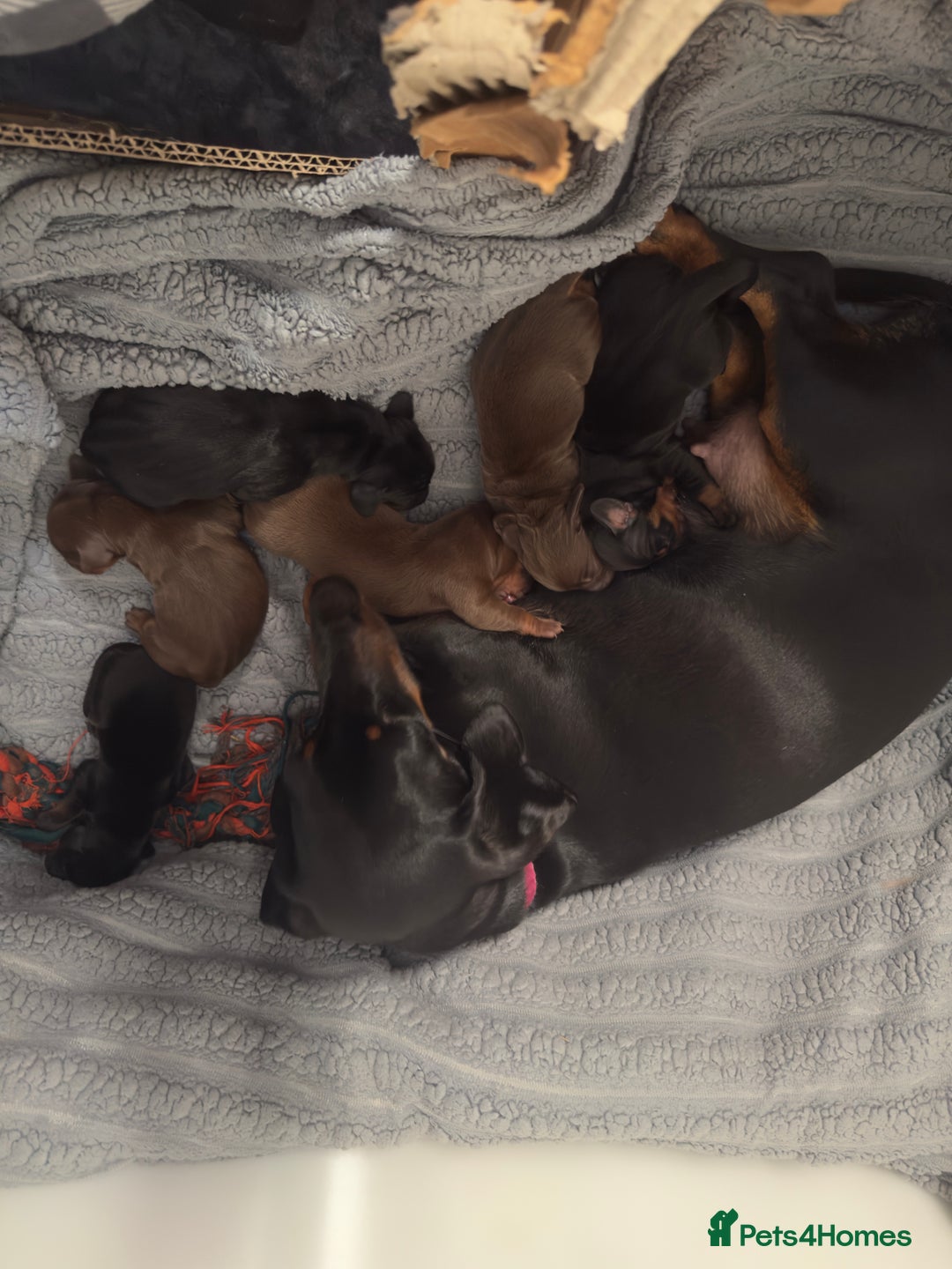 Dachshund dogs for sale: Chocolate dachshund female - Image 7
